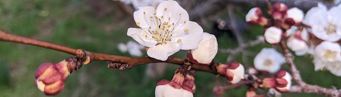 Apricot Blossoms at the TerraMesa garden header